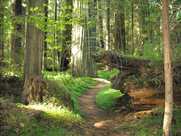 Old Growth Pathway