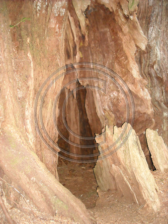 Old Tree Daphne  Wilipa Bay Refuge