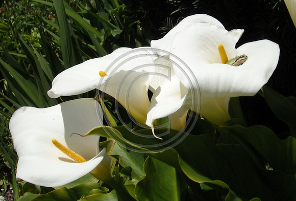 Lily Life