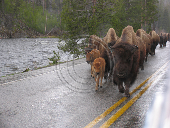 Buffalos on Road